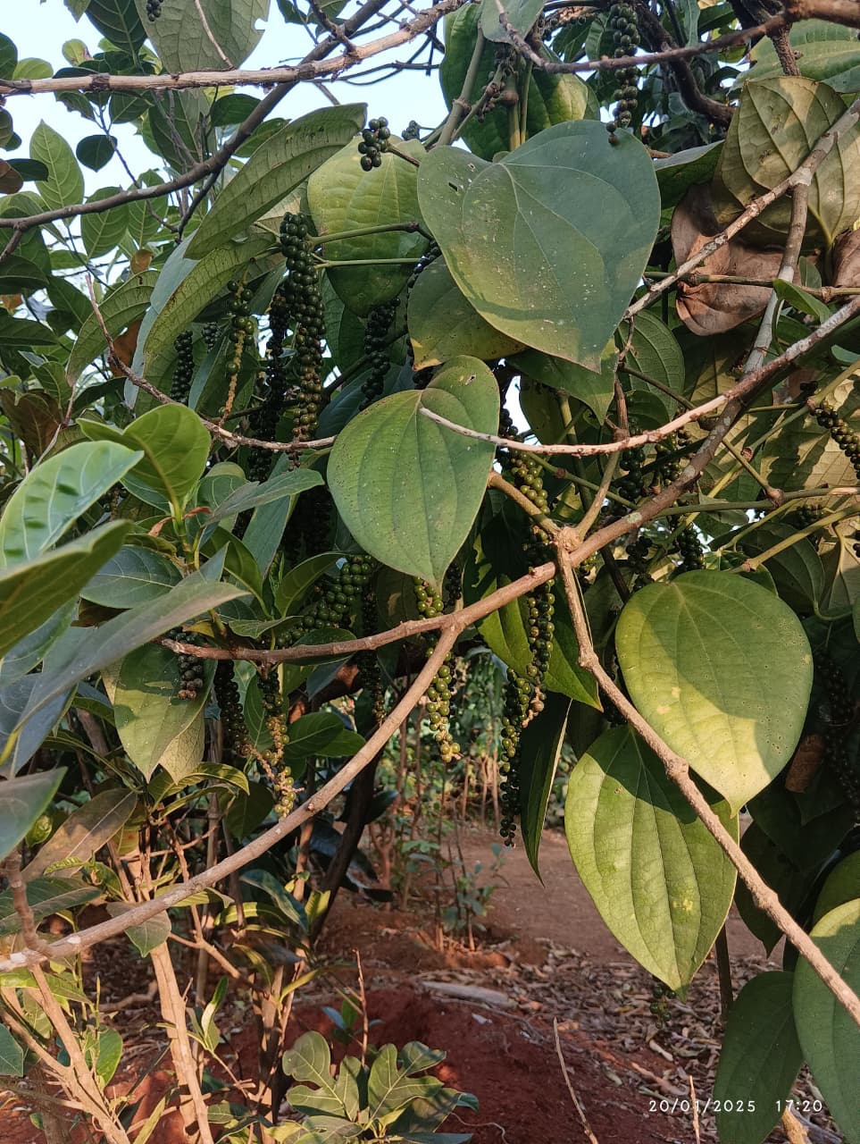 Farm plant: WhatsApp Image 2026-07-28 at 13.34.58 (1).jpeg